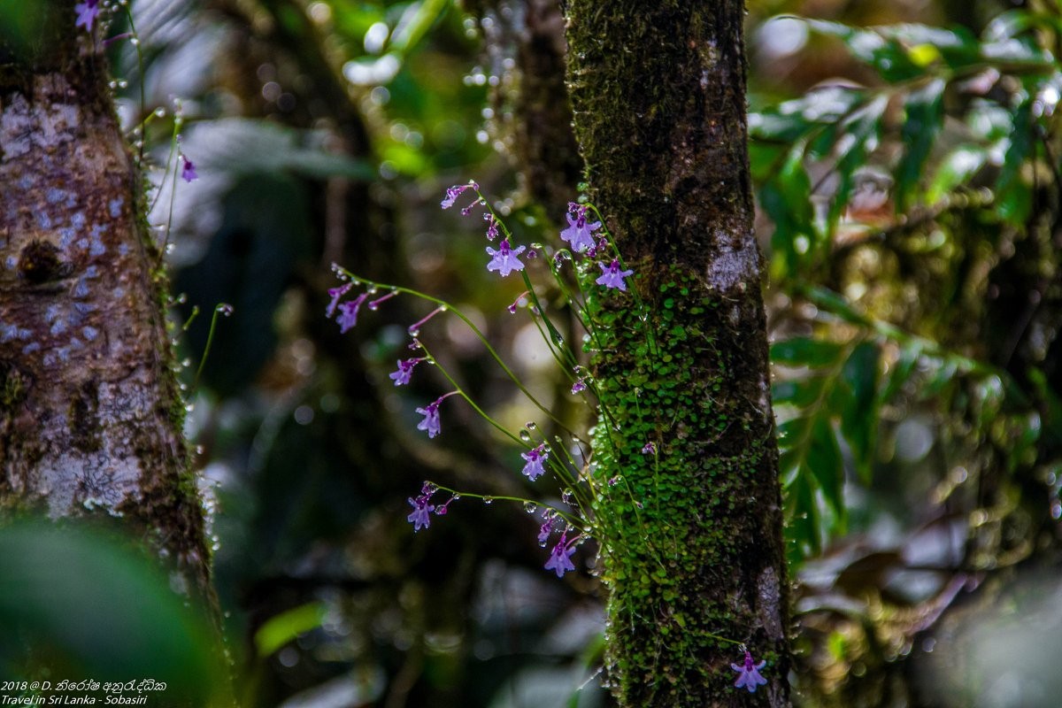 Utricularia moniliformis P.Taylor